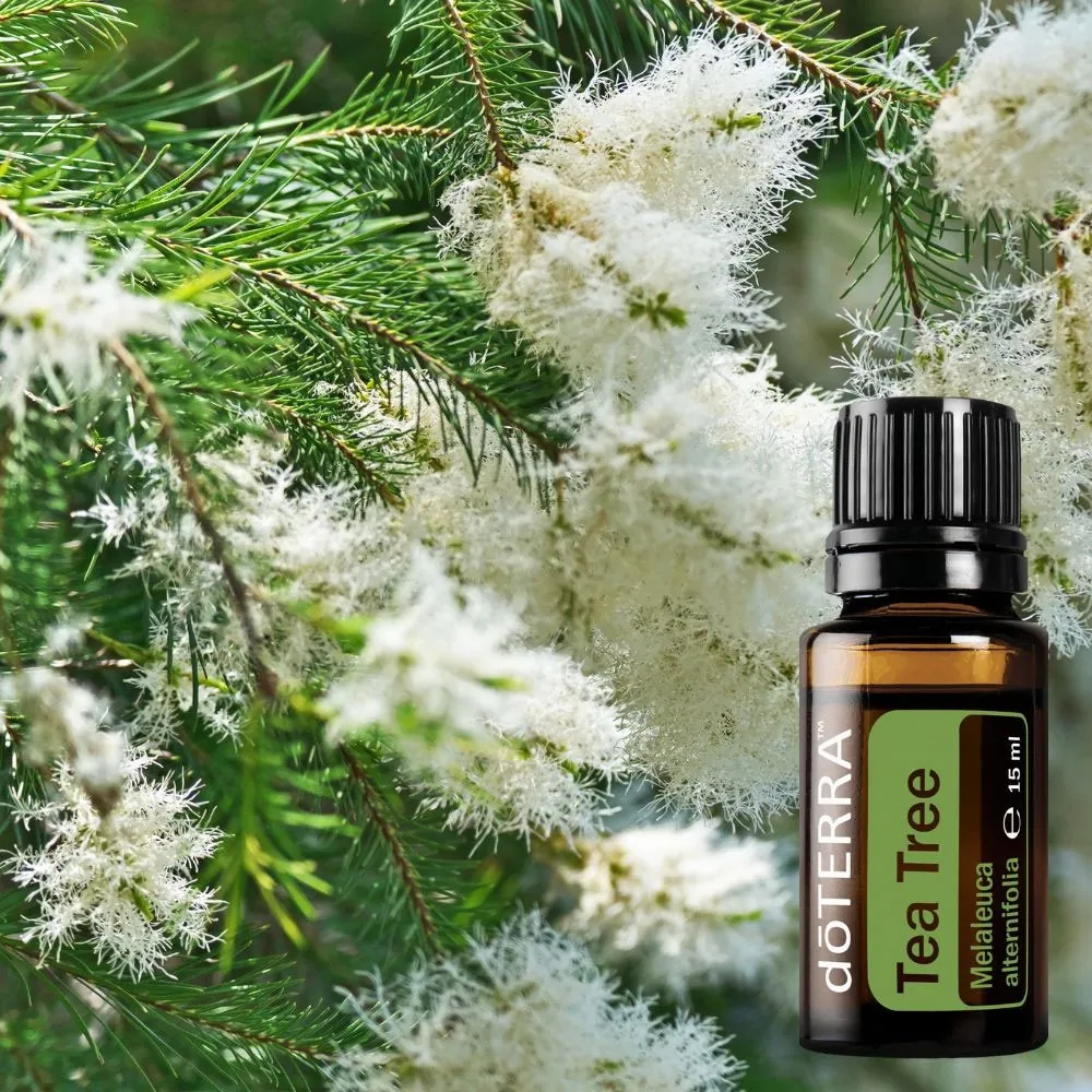 blue出品　doTERRA Tea Tree 5本 Дотерра Чайне дерево - купити масло Doterra Tea Tree: Ціна 667