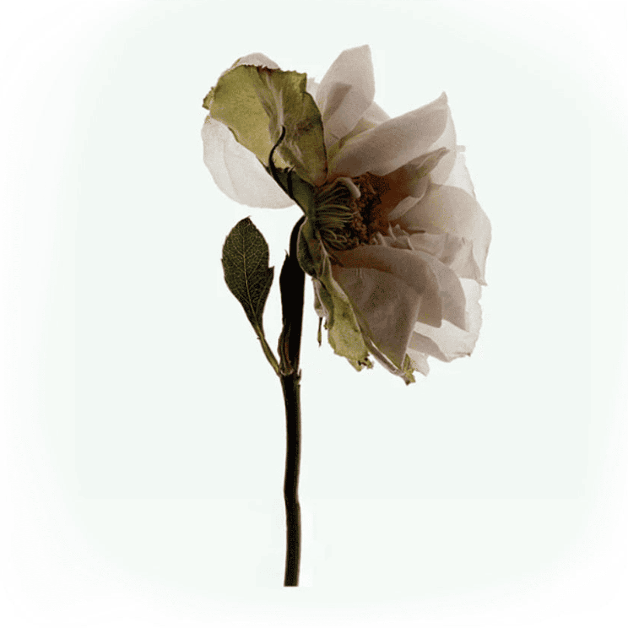 Дезодорант-спрей Corpus Deodorant Spray 