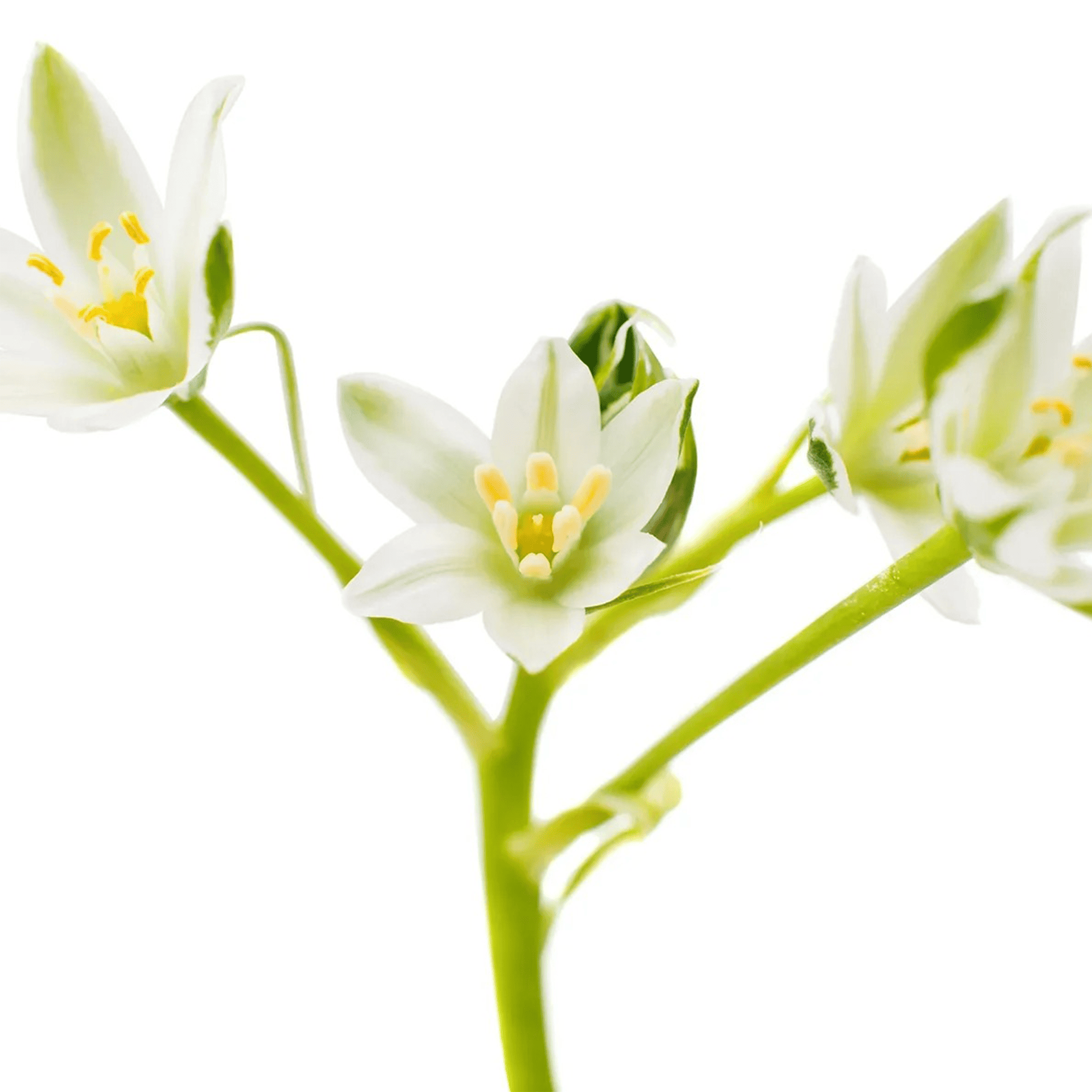 Зміцнювальний кондиціонер із медом мануки L’anza Healing Strength Manuka Honey Conditioner