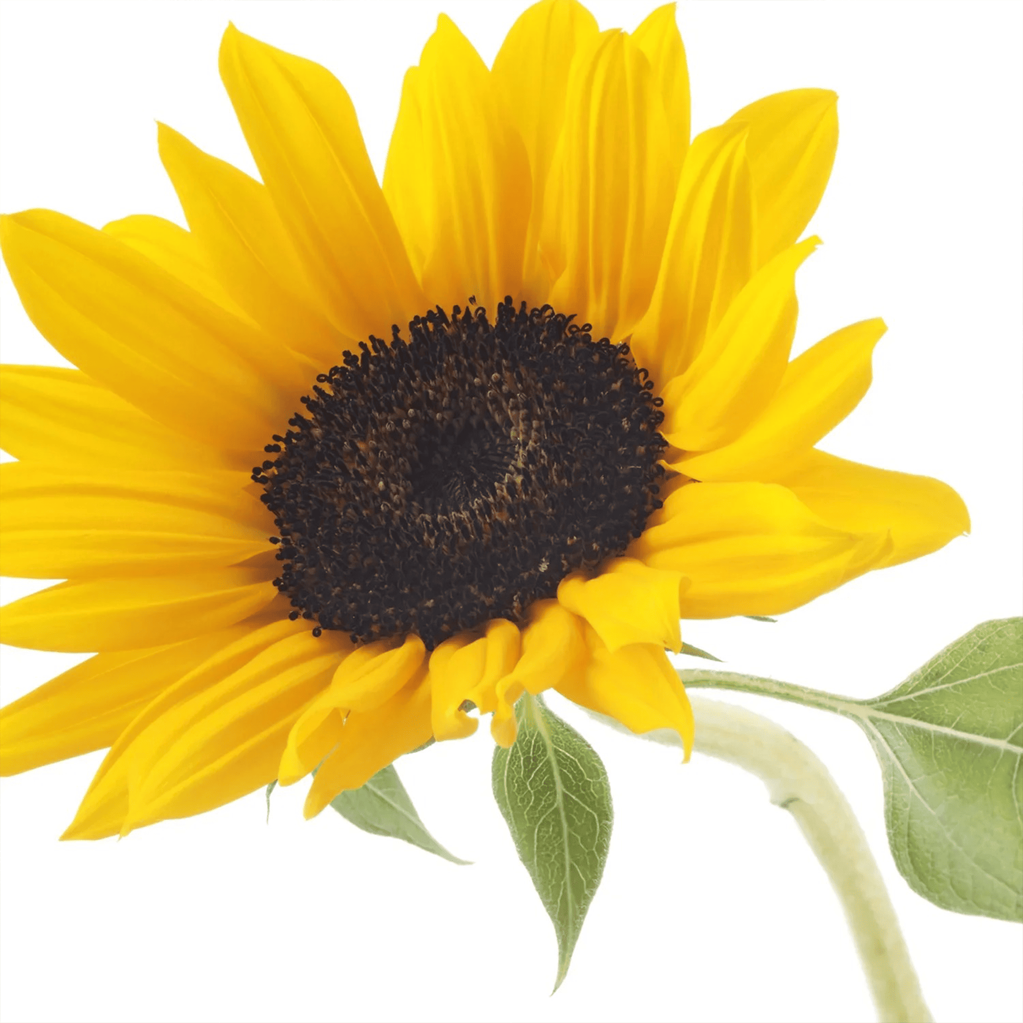 Лечебная сыворотка с растительными экстрактами L’anza Healing Strength Neem Plant Silk Serum