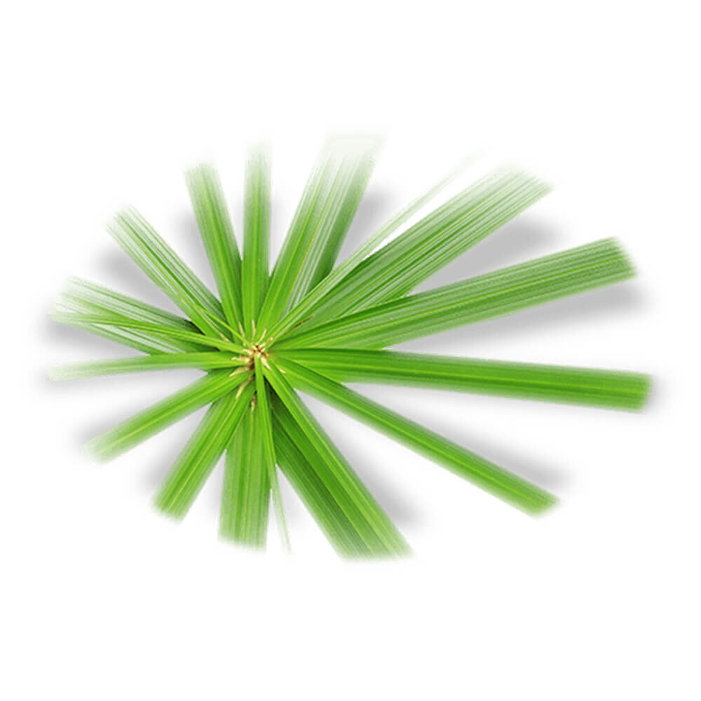 Storie Veneziane Verde Erba I - парфюмы: ​[цена ​22 471 ₴] в