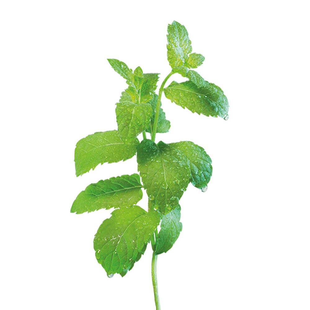 Туалетная вода Storie Veneziane Palazzo Nobile Fizzy Mint