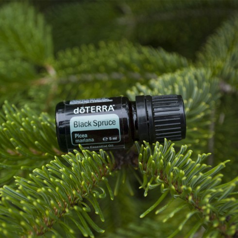 Ефірне масло DoTERRA Black Spruce